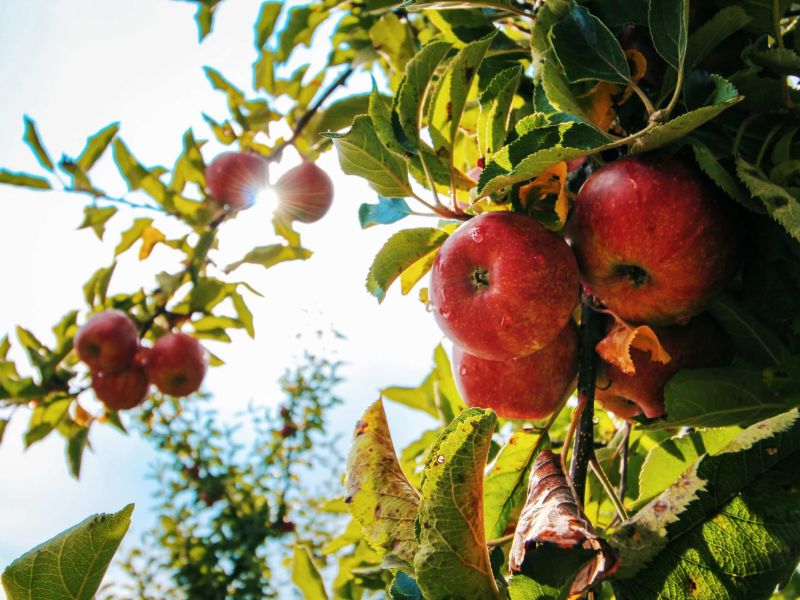 Journée de la Pomme et des Fruits de Pays